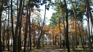 NEC_0029.JPG