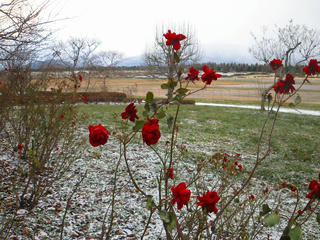 s-IMG_2717.jpg