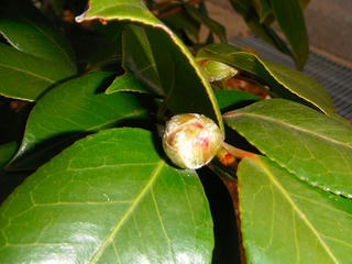 DSCF0389.jpg