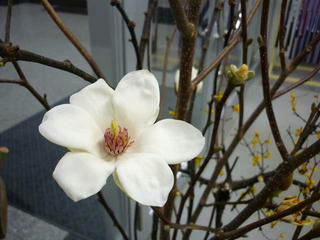 P1010394_s.jpg
