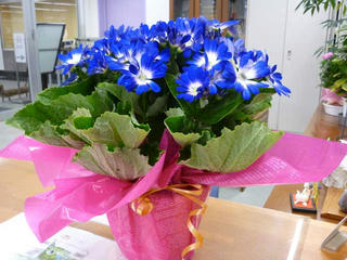P1010396_s.jpg