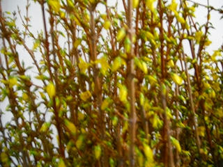 DSCF0460.jpg