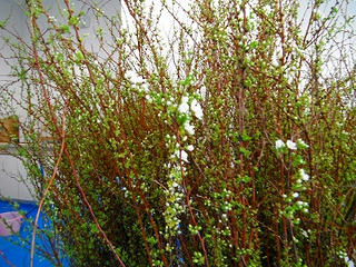 DSCF0457.jpg
