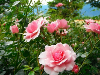 DSCF0937.jpg