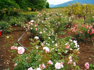DSCF0944.jpg