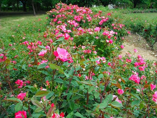 DSCF0939.jpg