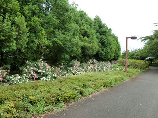 CIMG8229.jpg