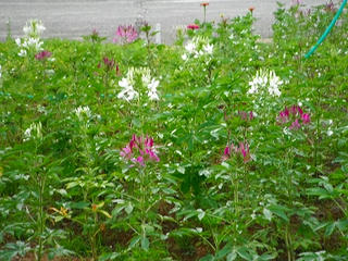 DSCF1019.jpg
