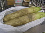 PC290141.JPG