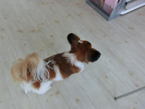 CIMG0781.JPG