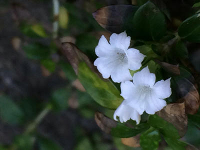 ハクチョウゲの花とホウジャクの一種の幼虫 蛹 蛾 語源散策 写真と短い文章 ４