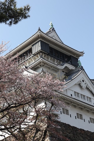 小倉城 桜 パパのアルバム