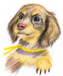 犬の絵