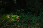f5d71100.jpg