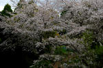 DSC_0073.jpg