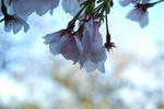 DSC_0187.jpg