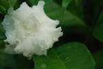9aa35287.jpg