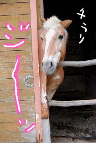 おじいちゃん馬なの。
