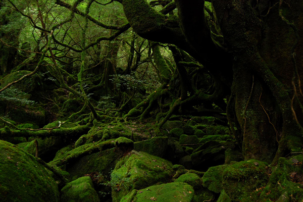 ししがみさま居るんじゃねえの！