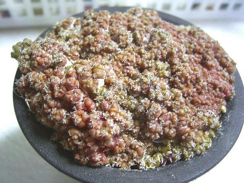 長城丸錦・モンストローサ