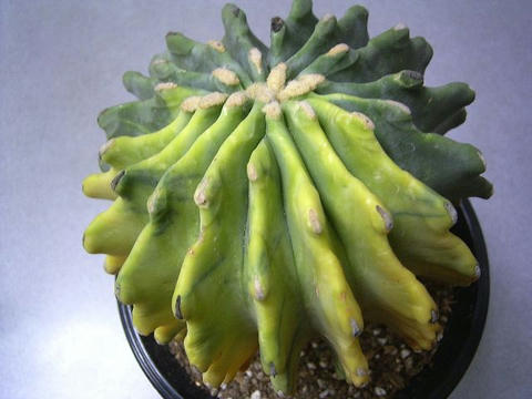 刺無し王冠竜錦