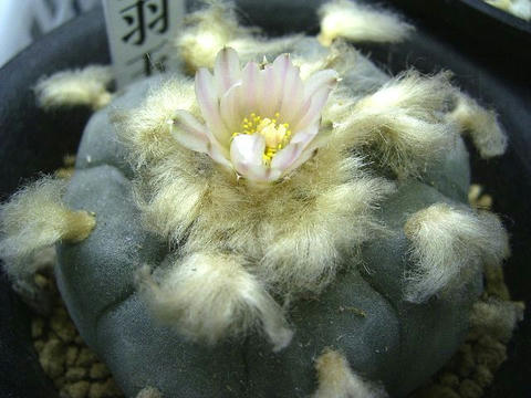 嫁の「烏羽玉」が開花♪