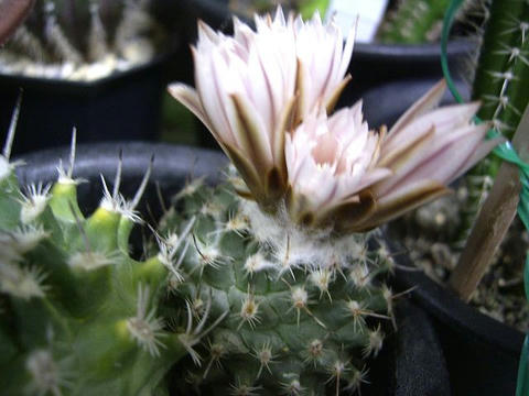 ツルビニ交配錦が開花しました。