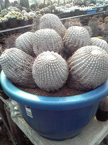 この園の「主」かもです！（驚）
