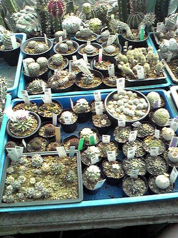 「ツルビニ」の色々な種類も沢山有りました♪