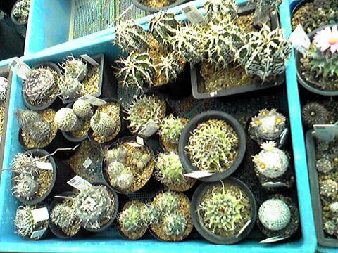 こちらにもツルビニや般若の数々が！？（笑）