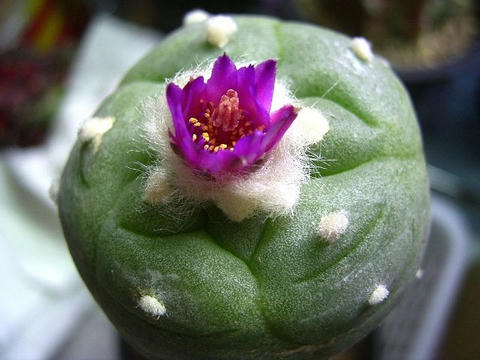 赤花・烏羽玉錦の開花です～♪