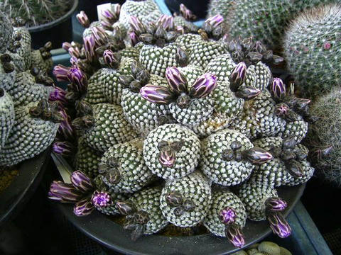 全部が開花目前です！