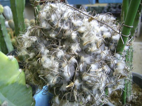 これは！？あるお客様が食い入る様にご覧になられていました。（笑）