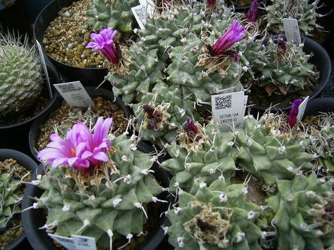 「アロンソイ」が満開です！このお花の色は私は大好きです♪