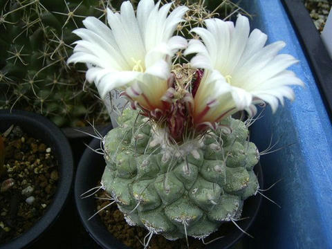 白くてこんなに綺麗なお花が満開です！