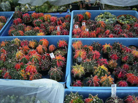 私の好きな「緋牡丹錦」の山です！ ここのトレーは全てが中株くらいの大きさですね♪