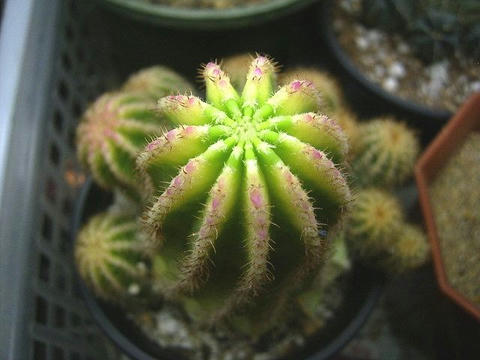 ピンク色の斑？が出る個体なんです。