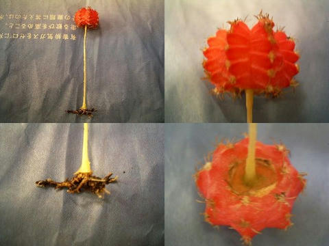 髄降ろしの図を載せてみます