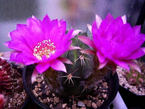 巨大な蕾がとうとう開花しました♪