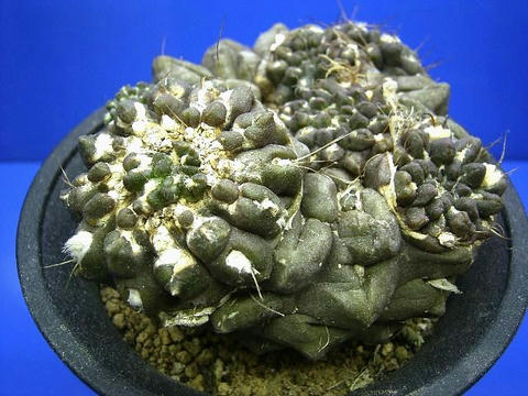 これって何サボテンですか？