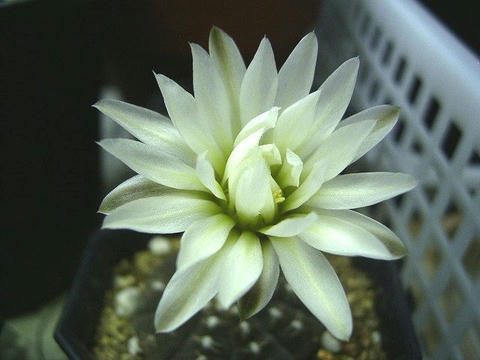 どうです！ビックリな綺麗なお花でしょ！！！
