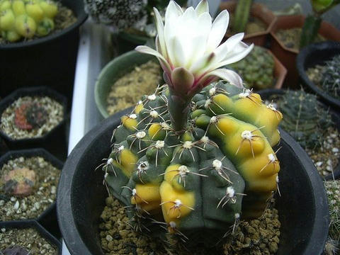 派手な個体には白のお花が良く似合います♪