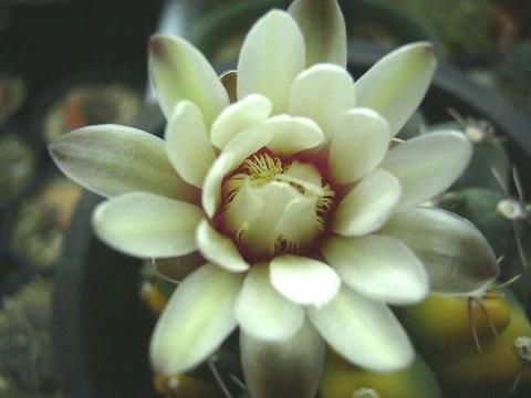中心は赤色で、とても綺麗なお花です♪