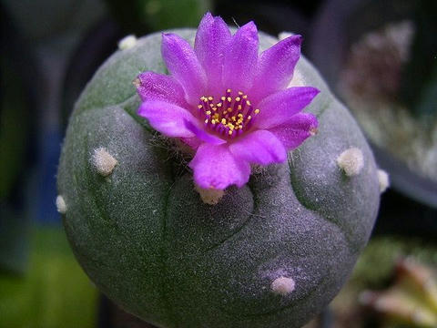 この個体は特に花色が濃いです。