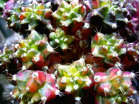 サボテンの宝石箱やぁ～！（笑）