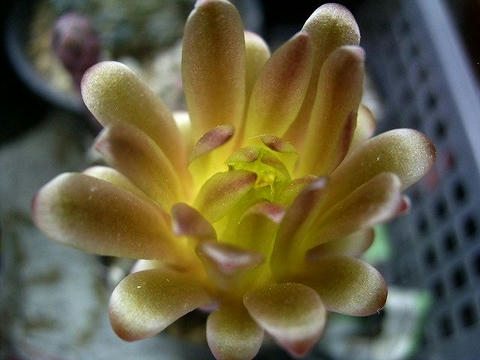 この瑞雲丸の花色は「金色」です！ す、凄い！（嬉）