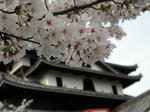 sakura2011.jpg