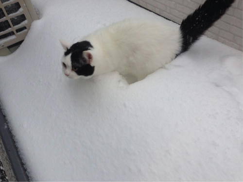 雪と猫