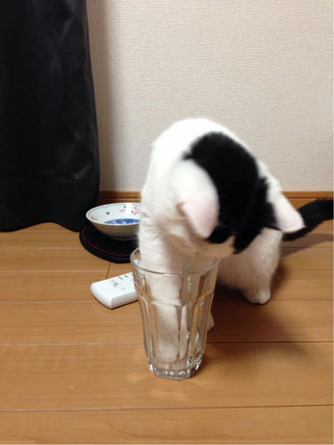 猫 チコ に赤い首輪をつけてみたけど苦手みたい Solid Days Blog