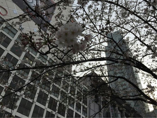 渋谷 桜
